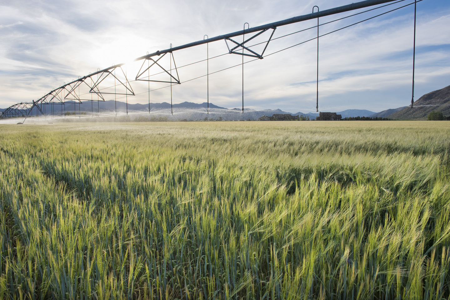 Pivot irrigation over the Griffin Ranch barley field at sunrise