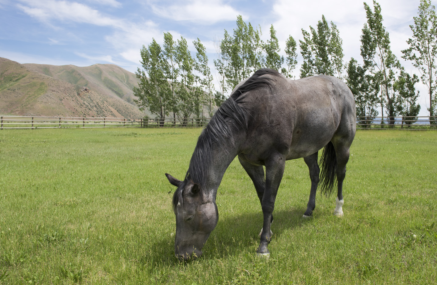 Gray horse grazing in pasture