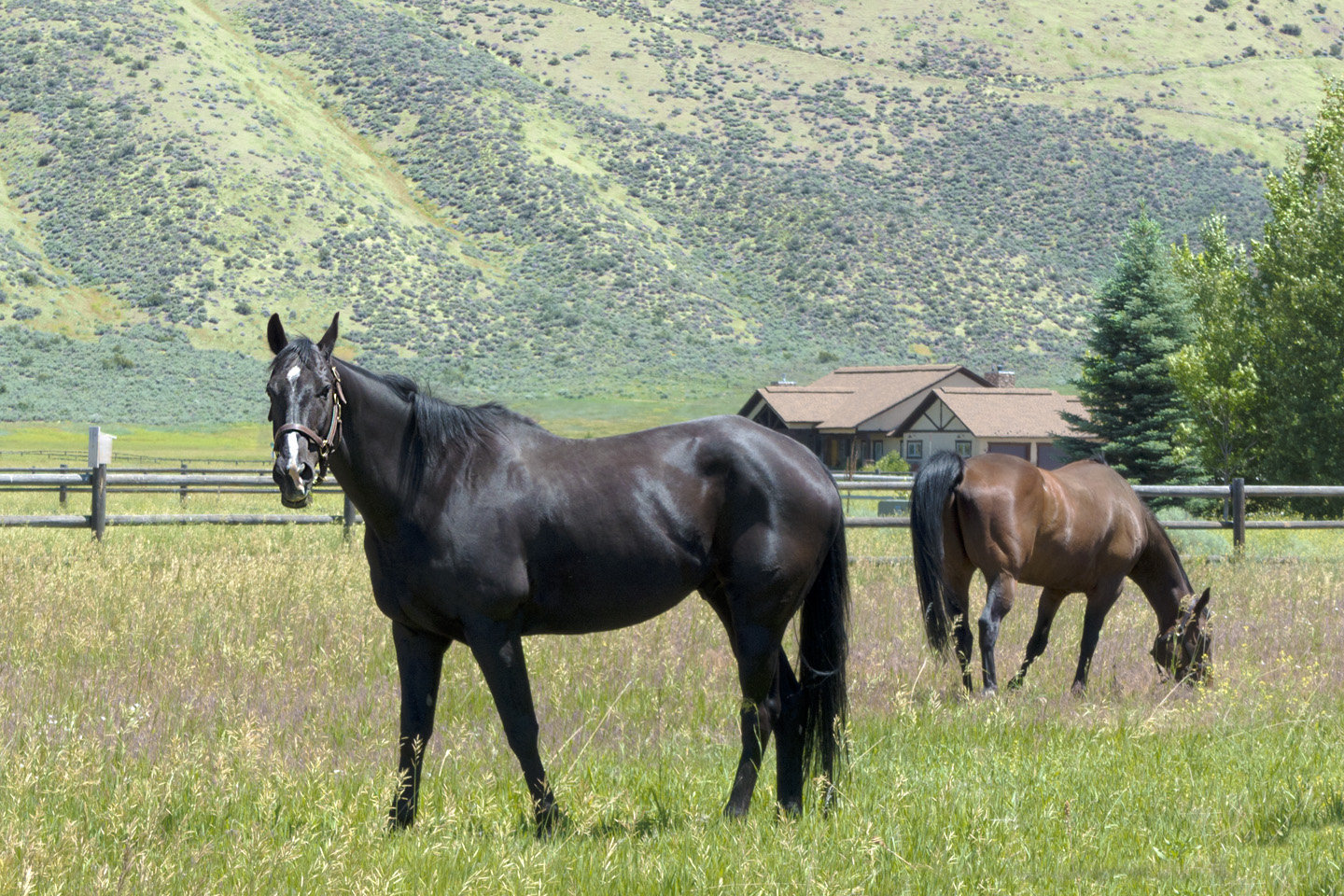 Two horses in pasture at Griffin Ranch with a ranch house in the distance