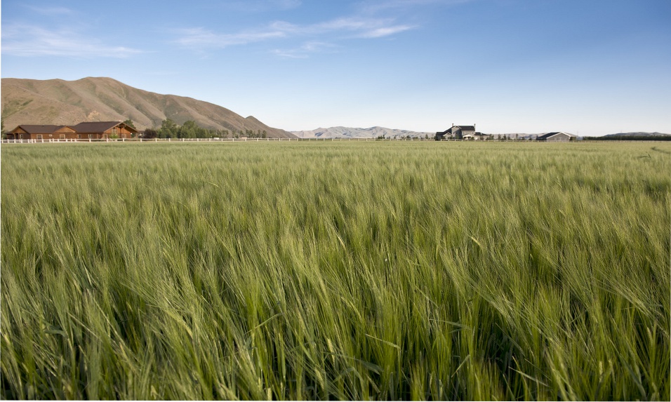 Barley field with homes and mountains